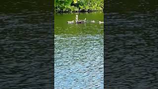 Gadwall Flock Next To Coot’s Nest birds avian nature [upl. by Ssor]