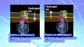 The regulatory mechanisms of ATP synthase [upl. by Ellehs]