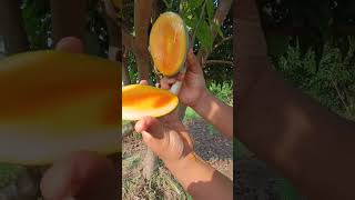 Mango Season SweetMango [upl. by Paviour]