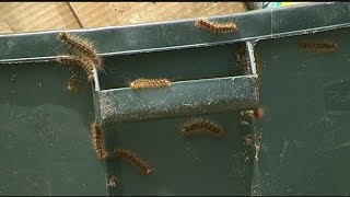 How to keep the gypsy moth caterpillars away [upl. by Heim429]