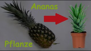 Ananas Pflanze selber ziehen  Ananas vermehren amp pflanzen  Exotische Frucht selber züchten  DIY [upl. by Yokoyama]