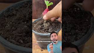 Como plantar morango em casa shorts fyp viral [upl. by Ayim]