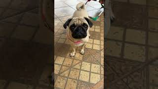 ‼️BEBÊ PUG brincando 🙃 pugbrasil pug [upl. by Milla]