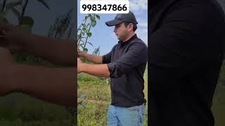 Kochatlari sotuvda 998347866 Layk patpiska bosib quying fruit farming garden [upl. by Kati741]