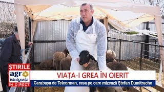 Carabașa de Teleorman rasa aleasă de oierul Ștefan Dumitrache [upl. by Erdei]