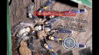 Cambio de terrario de Poecilotheria metallica  México exótico  Hábitat Terrarium [upl. by Northey43]