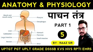 पाचन तंत्र Digestive System  Anatomy amp Physiology Theory Class 5  Physical Education Online Class [upl. by Rehtaeh]