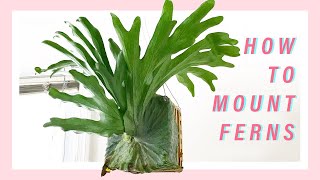 How to Mount a Staghorn Fern  Easy and Affordable Hanging Plant [upl. by Araeic]