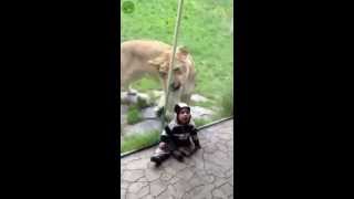 Lion at the Portland zoo goes crazy trying to eat zebra kid [upl. by Tlaw]