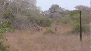 WILD DOG AND KUDU [upl. by Inga]