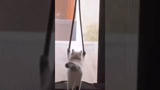 Funniest cat versus mosquito door net screen [upl. by Jeffy]