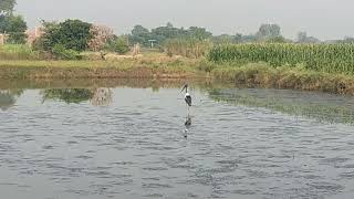 Feeding and probing Black necked stork [upl. by Jarvis473]