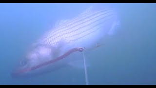 Striped Bass Fishing  Underwater View [upl. by Ahsak]