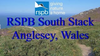 Choughs at RSPB South Stack Anglesey Wales [upl. by Kerwinn]