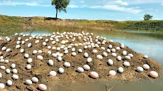 The great Recently I found a lot of duck eggs along the creek as well as elsewhere [upl. by Broddie382]