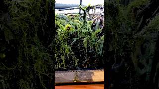 HUGE MOSS PALUDARIUM UPDATE 🌱 paulstingray paulsaquariums paludarium [upl. by Dasya]