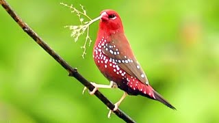 Story of Red Avadavat Building familyRed Avadavat Avadavat Red Munia Tiger Finch Red Waxbill B [upl. by Seabrook]