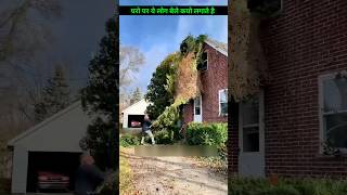 Why do people plant these vines at home shorts shortvideos [upl. by Dedra]