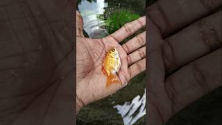 Fantail Gold fish shortsfeed shortvideo shortsvideo short [upl. by Llevaj585]