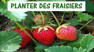 PLANTER DES FRAISIERS  créer une fraiseraie [upl. by Myrvyn]