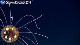 NOAA live April 24 Stunningly beautiful jellyfish [upl. by Fusco730]