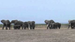 Elephants react to the recorded roar of a lion [upl. by Lebbie]