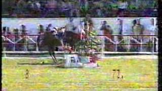 Katastrophales beim olympischen Springreiten  Showjumping fail at Olympic Games [upl. by Aridnere745]