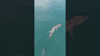 We’ve captured some cool footage of basking shark encounters over the years but this one was epic [upl. by Hteazile503]