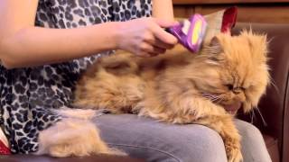 FURminator deShedding Tools for Cats [upl. by Darryl]