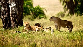 Safari in Tansania amp Badeurlaub Sansibar [upl. by Llemar]