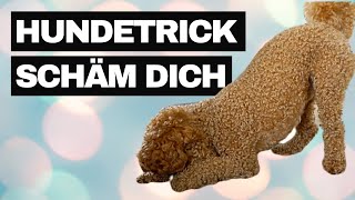 HUNDETRICK SCHÄM DICH  NASE REIBEN  Hund Tricks beibringen [upl. by Osithe320]