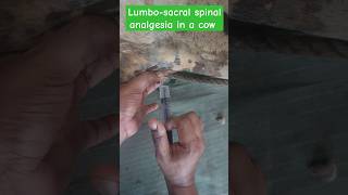 Lumbosacral spinal analgesia in a cowspinal analgesia in a cattle [upl. by Housum]