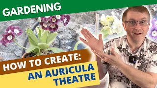 How To Create An Auricula Theatre [upl. by Bobbye692]