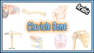 2 Clavicle Bone Anatomy  تشريح عظم الترقوة [upl. by Aicerg139]