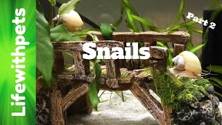 FAQ on Snails Part 2 [upl. by Hallimaj709]