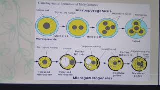 Gametogenesis in plants [upl. by Anilram]