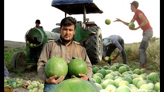 Harvesting and separating watermelon seeds in a nomadic village [upl. by Kirad]