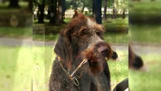 The Drahthaar or German Wirehaired Pointer [upl. by Boone]