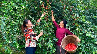 Harvest ripe Oleaster berries to sell Store and ferment ripe bananas for 1 month [upl. by Anabella]