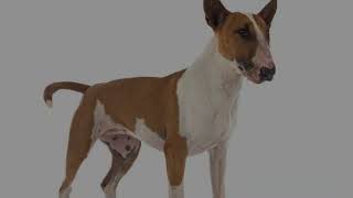 The Basenji dog is known as the barkless dog [upl. by Seabury253]