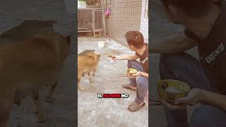 Este Perro Rechazó un Trozo de Pollo y lo Que Hizo Después Te Sorprenderá 😮 [upl. by Clint295]