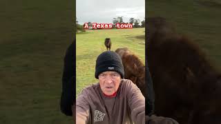 ZZ glee horse cowboys equestrian western shorts shortvideo horseriding [upl. by Barri]