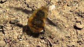 Beefly [upl. by Spoor]