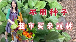 【种植30】10种不用种子就能种的菜，超市买来的菜直接种，没有根也能种，快速，趣味种菜  10 vegetables dont need to grow from seeds [upl. by Eneleh80]