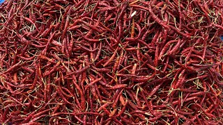 Comprando chile 🌶 de árbol en Valparaíso Zacatecas 2020  Domingo 26 de Julio [upl. by Lorrimer]