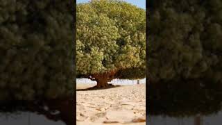 sahabi tree 1945 year old tree 🌳 shorts facts shortsfeed islamic status Islamichistory [upl. by Rolyat864]