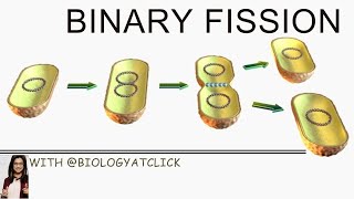 Binary fission in bacteria [upl. by Korfonta653]