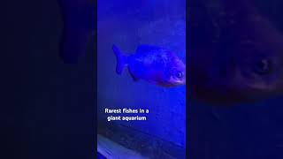 Wow Rarest strange real fishes in a giant aquarium [upl. by Symer]