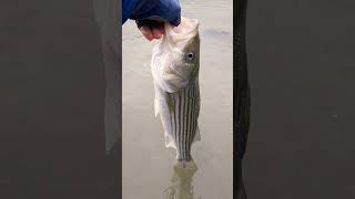 Striper fishing in the SF Bay stripedbassfishing catchandrelease zoombaits bayarea [upl. by Ysied]