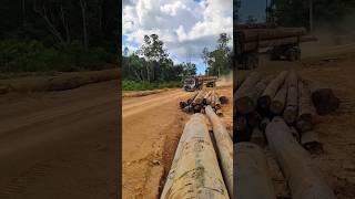 Volvo logging truck loggingkalimantan truklogging [upl. by Franciska165]